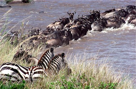 simsearch:841-03673537,k - Zèbres (Equus burchelli) et les rivières de mara gnou (Connochaetes taurinus) passage à niveau sur les migrations Photographie de stock - Rights-Managed, Code: 862-03366371