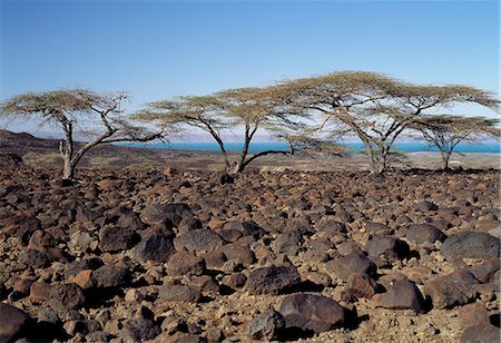 simsearch:862-03820284,k - Rochers de lave couvrent de vastes étendues de terres stériles sur la rive orientale du lac Turkana. Souvent appelée la mer de Jade en raison de sa couleur distinctive, lac Turkana est un vrai lac, reçoit 95 % de son affluence de la rivière Omo, qui prend sa source dans les hauts plateaux d'Éthiopie. Photographie de stock - Rights-Managed, Code: 862-03366404