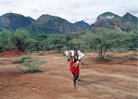 simsearch:862-03355162,k - A Samburu warrior carries home a small calf to his family's manyatta (homestead) situated in the foothills of the rugged Ndoto Mountains. The Samburu of Northern Kenya are a semi-nomadic pastoral community related to their more famous cousins,the maa speaking Maasai. Foto de stock - Con derechos protegidos, Código: 862-03366414
