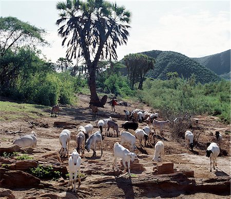 simsearch:862-03364287,k - A Samburu boy herds his family's goats in the semi-arid terrain of northern Samburuland,a region characterised by grand vistas,poor soil and an unreliable rainfall. The palms are doum palms (Hyphaene compressa),which grow widely in Kenya. Stock Photo - Rights-Managed, Code: 862-03366422