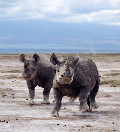 Two black rhinos on the open plains at Amboseli. Poaching of this severely endangered species led to its extermination in this region in the late 1980's.Rhinos have very poor eyesight and are prone to charge at the slightest noise or disturbance. . Stock Photo - Rights-Managed, Code: 862-03366446