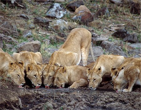 A pride of lions drinks from a muddy pool in the Masai Mara Game Reserve. Stock Photo - Rights-Managed, Code: 862-03366507