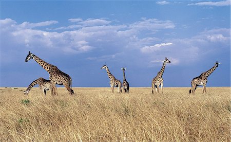 Masai giraffes in the Masai Mara Game Reserve. Stock Photo - Rights-Managed, Code: 862-03366509