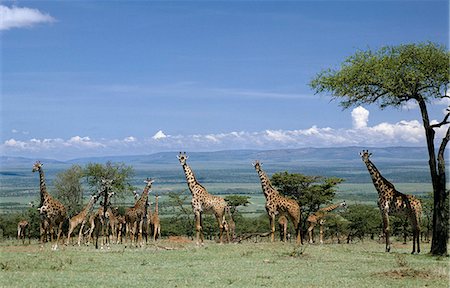 A large herd of Masai giraffes in the Masai Mara Game Reserve. Stock Photo - Rights-Managed, Code: 862-03366510