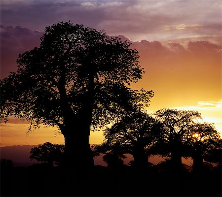 simsearch:862-03355195,k - Giant baobab trees silhouetted against a sunset. Stock Photo - Rights-Managed, Code: 862-03366526