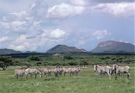 A large herd of Grevy's zebra in the Samburu National Reserve.Grevy's zebras inhabit dry bush country in Northern Kenya. They are the most-northerly representatives of the zebra family and can be distinguished from the common or Burchell's zebra by their large frame,saucer-shaped ears and close-set stripes. They are listed by IUCN as an endangered species. Stock Photo - Rights-Managed, Code: 862-03366521