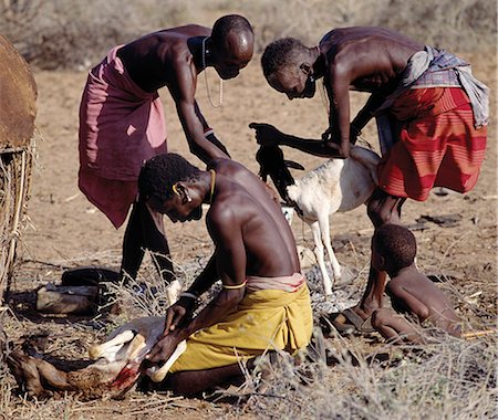 Kenya, Samburu District, South Horr, Samburu District, Kenya. The ritual helpers of two Samburu boys slaughter and skin rams the day before the boys are circumcised. The boys will sit on the skins while they are being circumcised. Foto de stock - Con derechos protegidos, Código: 862-03366545