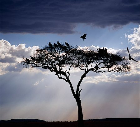 simsearch:862-03355195,k - Vultures roost in an acacia tree shortly before dusk. Stock Photo - Rights-Managed, Code: 862-03366570