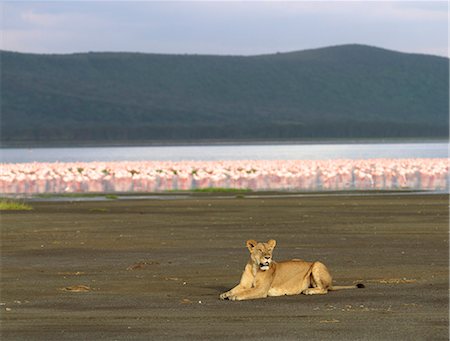 A lioness sits on the lakeshore of Lake Nakuru with thousands of lesser flamingos behind her,Kenya Foto de stock - Con derechos protegidos, Código: 862-03366694