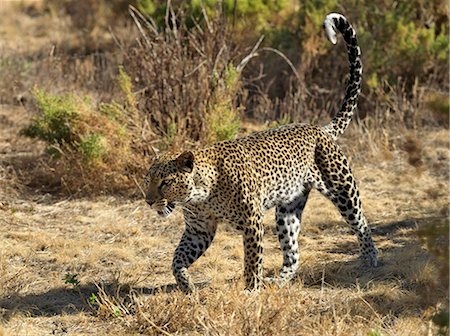 A leopard strides along a track in Samburu Game Reserve,Kenya Stock Photo - Rights-Managed, Code: 862-03366690