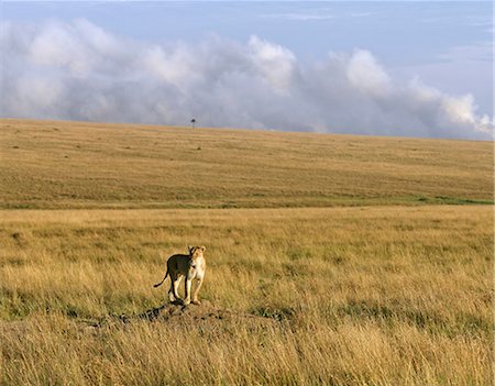 A lioness stands on a termite mound to get a better view of her surroundings in the Masai Mara Game Reserve,Kenya Stock Photo - Rights-Managed, Code: 862-03366704