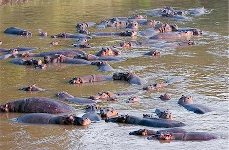 Hippos basking in the Mara River,Kenya Foto de stock - Con derechos protegidos, Código: 862-03366708