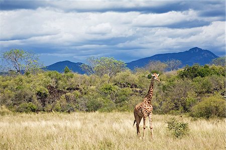 Kenya,Tsavo West National Park. A Maasai giraffe (Giraffa camelopardalis) in front of lava rocks with the Ngulia Mountain range rising in the background. Stock Photo - Rights-Managed, Code: 862-03366773