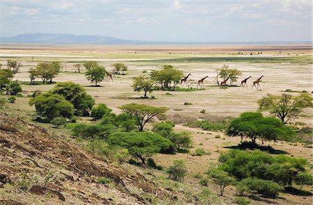 Kenya,Kajiado District,Amboseli National Park. Maasai giraffes move across open country in Amboseli National Park. Stock Photo - Rights-Managed, Code: 862-03366816