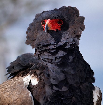 Kenya,Kajiado,Amboseli. A Bateleur eagle. Stock Photo - Rights-Managed, Code: 862-03366935