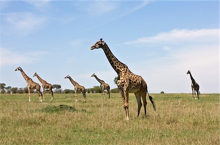 Kenya,Narok district,Masai Mara. A herd of Maasai giraffes in Masai Mara National Reserve. Stock Photo - Rights-Managed, Code: 862-03366974