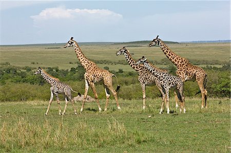 Kenya,Narok district,Masai Mara. A herd of Maasai giraffes in Masai Mara National Reserve. Stock Photo - Rights-Managed, Code: 862-03366973