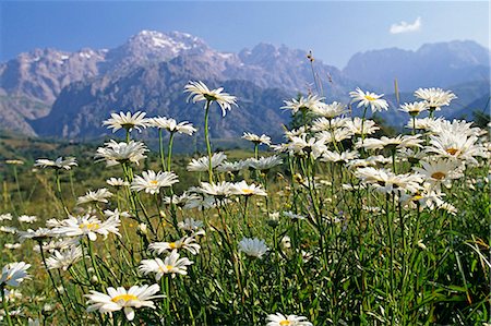 Kirghizistan, Arslanbob, chaîne de montagnes de Fergana. Pré de fleurs sauvages alpine au-dessus le village de montagne de Arslanbob sur le versant occidental de la Cordillère de Fergana. Photographie de stock - Rights-Managed, Code: 862-03367050