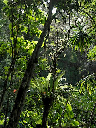 simsearch:600-03004987,k - The rainforest on Montagne D'Ambre (Amber Mountain) is a sight to behold. Tree-ferns and huge epiphytic bird's nests ferns (Asplenium nidus),which grow luxuriantly on trees,are spectacular. Indeed,the plant life in this national park is as exciting as the animals. Stock Photo - Rights-Managed, Code: 862-03367252