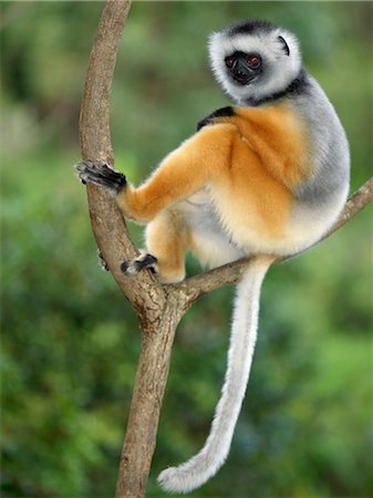 endangered animals monkeys - A Diademed Sifaka (Propithecus diadema) in Matandia National Park,eastern Madagascar. Stock Photo - Rights-Managed, Code: 862-03367284