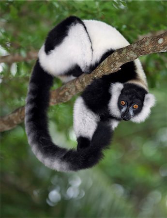 A Black-and-white Ruffed Lemur (Varecia variegata) in Mantadia National Park,eastern Madagascar. Stock Photo - Rights-Managed, Code: 862-03367286