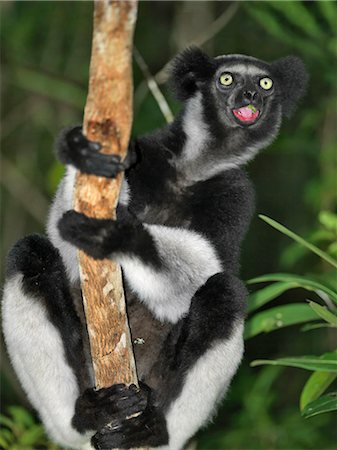 An Indri (Indri indri) lemur in eastern Madagascar. The Indri are Madagscar's largest lemur,standing about a metre high,with a barely visible tail. Stock Photo - Rights-Managed, Code: 862-03367280