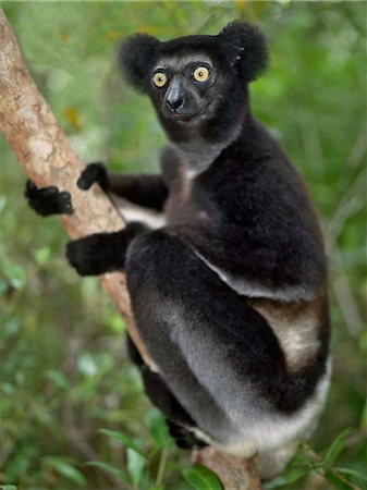 endangered animals monkeys - An immature Indri (Indri indri) lemur in eastern Madagascar. The Indri are Madagscar's largest lemur,standing about a metre high,with a barely visible tail. Stock Photo - Rights-Managed, Code: 862-03367282