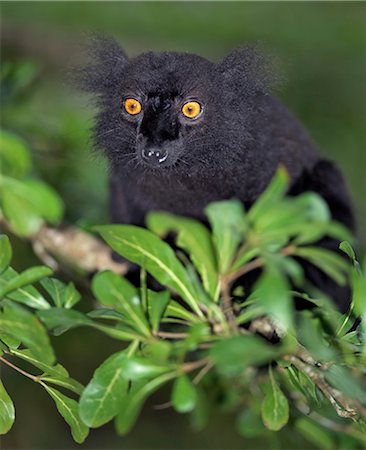 A Black Lemur (Eulemur macaco). This species inhabits the offshore islands in the northeast of Madagascar. Stock Photo - Rights-Managed, Code: 862-03367297