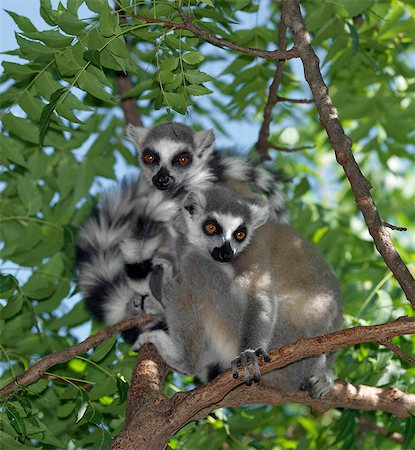 Two Ring-tailed Lemurs (Lemur catta) resting in the middle of the day. These lemurs are easily recognisable by their banded tails. Stock Photo - Rights-Managed, Code: 862-03367298