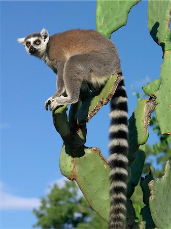 A Ring-tailed Lemur (Lemur catta) pausing on a prickly-pear cactus which they eat. This lemur is easily recognisable by its banded tail. Stock Photo - Rights-Managed, Code: 862-03367303