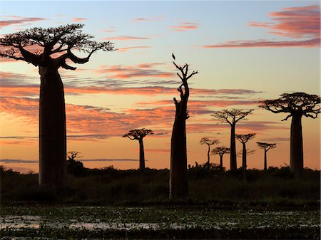 The Avenue of Baobabs at sunrise. Named Adansonia grandidieri after the French botanist and explorer,Alfred Grandidier,these baobabs are the grandest and most famous of Madagascar's six endemic species. Stock Photo - Rights-Managed, Code: 862-03367341