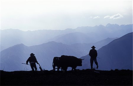 plow - Silhouette of ploughmen with oxen,Colca Canyon,Peru. Stock Photo - Rights-Managed, Code: 862-03360416