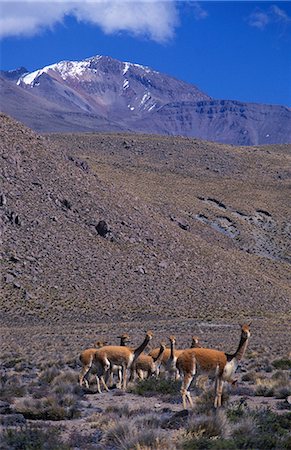 simsearch:862-03360742,k - Vicuna (wild members of llama family) on High Plateau between Arequipa and Colca Canyon. Stock Photo - Rights-Managed, Code: 862-03360434