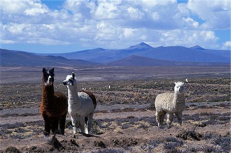 simsearch:862-03360742,k - Alpacas (domesticated members of the llama family) on High Plateau between Arequipa and Colca Canyon. Stock Photo - Rights-Managed, Code: 862-03360435