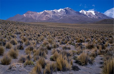 simsearch:862-03360742,k - Coiron grass on High plateau between Arequipa & Colca Canyon Stock Photo - Rights-Managed, Code: 862-03360432