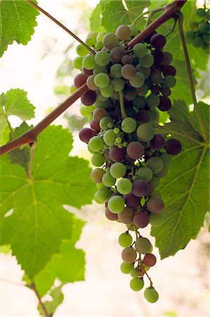 simsearch:862-03360742,k - Grapes for the production of wine hang from a grapevine at the Bodega El Catador,near Ica in Peru Stock Photo - Rights-Managed, Code: 862-03360528