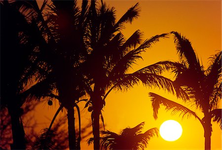 simsearch:862-03360742,k - The sun sets behind a screen of coconut palms,at the beach village of Mancora in northern Peru. Stock Photo - Rights-Managed, Code: 862-03360539