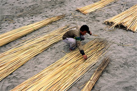A fisherman arranges totora (reeds) to construct a traditional caballito fishing raft in Huanchaco,northern Peru. The fishermen of Huanchaco have been using reed boats for over two thousand years. Stock Photo - Rights-Managed, Code: 862-03360565
