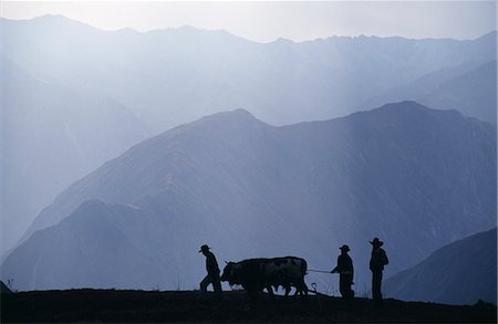 plow - Peru,Colca Canyon. Silhouetted ploughmen with oxen Stock Photo - Rights-Managed, Code: 862-03360742