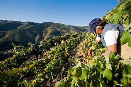 portugal - Portugal,Douro Valley,Pinhao. A Portuguese woman picks grapes during the september wine harvest in Northern Portugal in the renowned Douro valley. The valley was the first demarcated and controlled winemaking region in the world. It is particularly famous for its Port wine grapes. Stock Photo - Rights-Managed, Code: 862-03360900