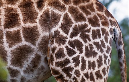 Giraffe skin (Giraffa camelopardalis) Stock Photo - Rights-Managed, Code: 862-03361109