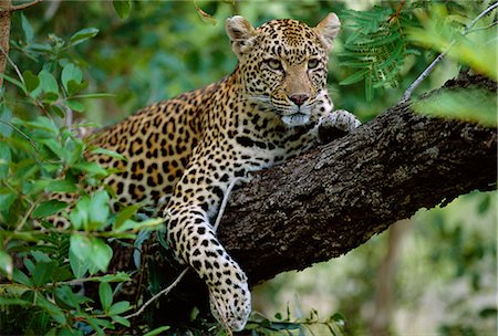 A female Leopard (Panthera pardus) rests in the shade,lying on the branch of a tree Stock Photo - Rights-Managed, Code: 862-03361114