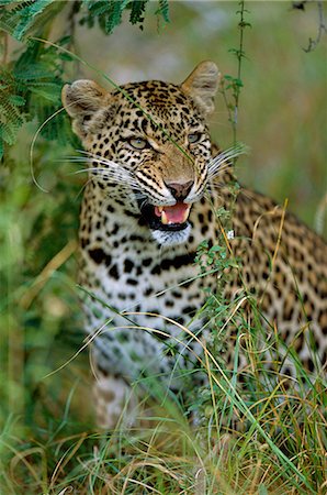 Female Leopard (Panthera pardus) Stock Photo - Rights-Managed, Code: 862-03361113