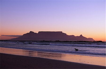 simsearch:862-03355195,k - A dog runs out of the surf on a beach near Bloubergstrand with Cape Town and Table Mountain behind Stock Photo - Rights-Managed, Code: 862-03361185