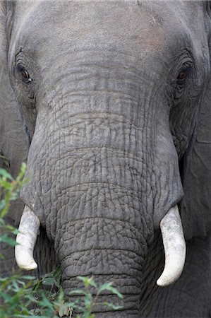 eastern transvaal - An african elephant (Loxodonta africana ) in Kruger National Park,South Africa. Stock Photo - Rights-Managed, Code: 862-03361228