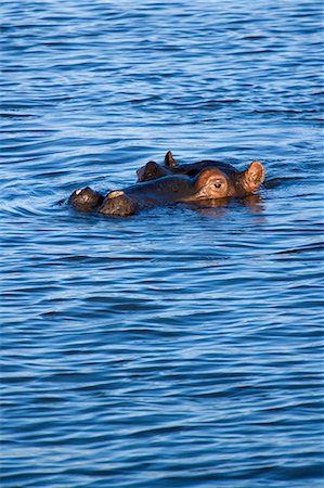 Hippo (Hippopotamus amphibius) in the St Lucia Estuary,part of the Greater St Lucia Wetlands Park. The park has recently been renamed the iSimangaliso Wetland Park. Foto de stock - Con derechos protegidos, Código: 862-03361229