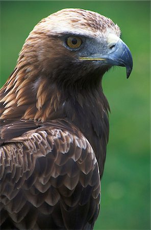 eagles - Golden Eagle Stock Photo - Rights-Managed, Code: 862-03361332
