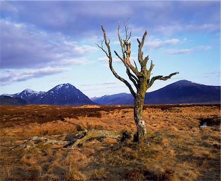 Rannoch Moor,Glencoe in distance. Stock Photo - Rights-Managed, Code: 862-03361479