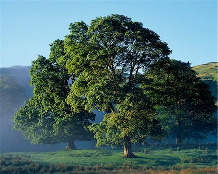 quercus sp - Oak trees near Ford. Stock Photo - Rights-Managed, Code: 862-03361497