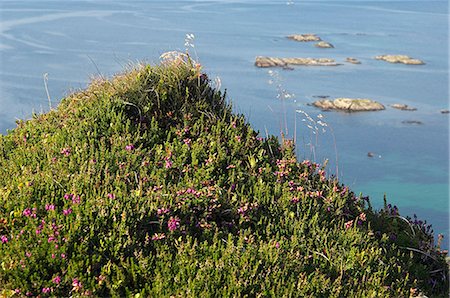 simsearch:862-03361556,k - A knoll covered in heather and wild grasses overlooking Loch Tarbert Stock Photo - Rights-Managed, Code: 862-03361525